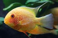 热带鱼的六大类别：水草缸中的常见物种