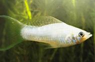 银琴尾玛丽鱼：水族市场的白色热带鱼