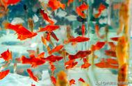 红箭鱼的养殖秘籍：让你轻松拥有一缸漂亮的红箭鱼