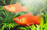 红太阳鱼：中国人钟爱的观赏鱼品种