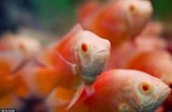 鱼缸水体pH值如何影响观赏鱼的健康？