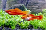 每日一鱼：颜值高且易养，红剑尾的独特之处