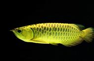 迷腮鱼：一种能直接呼吸空气的活化石级生物