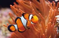 如何挑选你的小丑鱼伙伴：一份详尽的Nemo选购指南