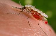 蚊子来了！食蚊鱼如何保护蚊子宝宝