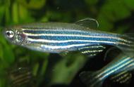 转基因技术如何塑造了五颜六色的荧光小鱼？