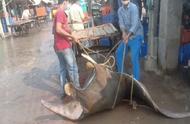 印度渔民捕获罕见巨大怪鱼，价值数十万