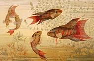 你知道野沟里的野生小杂鱼其实是一种著名的观赏鱼吗？