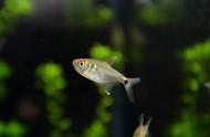 小型热带观赏鱼：头尾灯的魅力