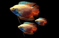 推荐一种繁殖力超强，颜色艳丽，小巧玲珑的热带观赏鱼