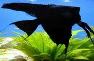 纯黑神仙鱼：神秘的深海生物