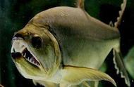 加拉辛类观赏鱼的种类有哪些？是否包括较为生猛的水虎鱼？