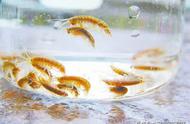 千年汝阳杜康泉周边的罕见鸳鸯虾：如何将其引种成观赏虾？