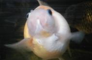 五年生长的珍珠金鱼：名字与实际相符，它真的是一只猪！