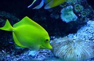 小丑鱼：海洋生物的瑰宝