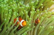 尼莫Nemo：小丑鱼的奇妙生活