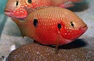 哪些观赏鱼喜欢在鱼缸中产卵？如何预防？