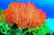 珊瑚之美：海洋生物的绚丽画卷
