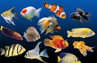 哪些热带鱼易于饲养和繁殖？揭秘热带鱼中的3种“铁鱼”