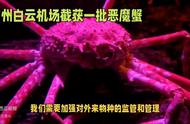 广州海关成功阻止5380只非法入侵的恶魔蟹，生态安全受到挑战