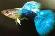 蓝礼服孔雀鱼：霓虹礼服孔雀鱼的华丽变身