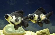 观赏鱼为何会集体生病？敏感体质的配鱼可能是原因。