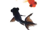 黑金鱼的象征意义：揭秘“山主贵，水主财”的养鱼催财之道