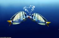 世界海洋日：海底鱼群的浪漫示爱，泡泡中藏匿着爱的形状