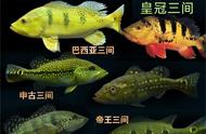 三间鱼种类一览，让你重新认识鱼缸中的它们。