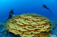 珊瑚的惊人适应力：气候变化的新挑战
