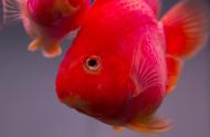 为什么购买的红彤彤鹦鹉鱼在家中逐渐变白？