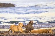 骷髅海岸的沙漠狮：海洋生物的天敌