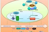 斑马鱼性腺发育中的精氨酸甲基转移酶prmt5功能与机制研究