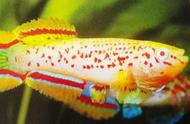 白子蓝彩鳉鱼：白色外表下的红斑纹之美