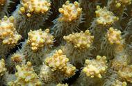 珊瑚的非典型生存：在极端环境中的挑战与适应