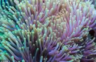 珊瑚即将消失：海洋生物面临灾难，人类也陷入危机