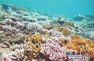 珊瑚的秘密：南海的红珊瑚需要20年才能生长1寸