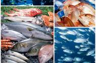 40款物美价廉的野生海鱼推荐（上），附：价格和烹饪方法，值得收藏
