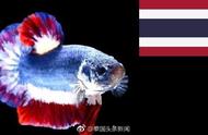 泰国将斗鱼定为国鱼