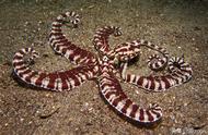 北苏拉威西的8个令人惊叹的章鱼奇观