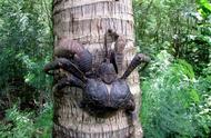 新发现的螃蟹：竟然能爬树？
