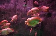 鱼缸水质微黄、微绿或油性，哪种更适合观赏？