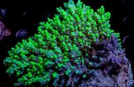 「珊瑚世界」—揭秘荧光鹿角珊瑚