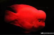 选择饲料，让血鹦鹉鱼的红色更鲜艳