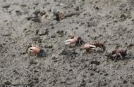青岛滩涂：招潮蟹的奇妙世界