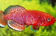 卡夫圆尾鳉鱼：黑白色半圈尾巴与红色体色的完美融合