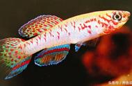 红白交织的丝绒琴尾鳉鱼，简约中透露出独特魅力