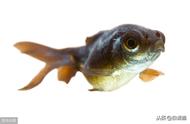 钦州养鱼爱好者必看：如何发现并处理鱼病