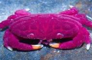 粉红色螃蟹的罕见照片：红海与太平洋珊瑚礁中的奇妙生活