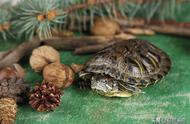 乌龟的饮食习惯：你知道乌龟喜欢吃什么吗？
